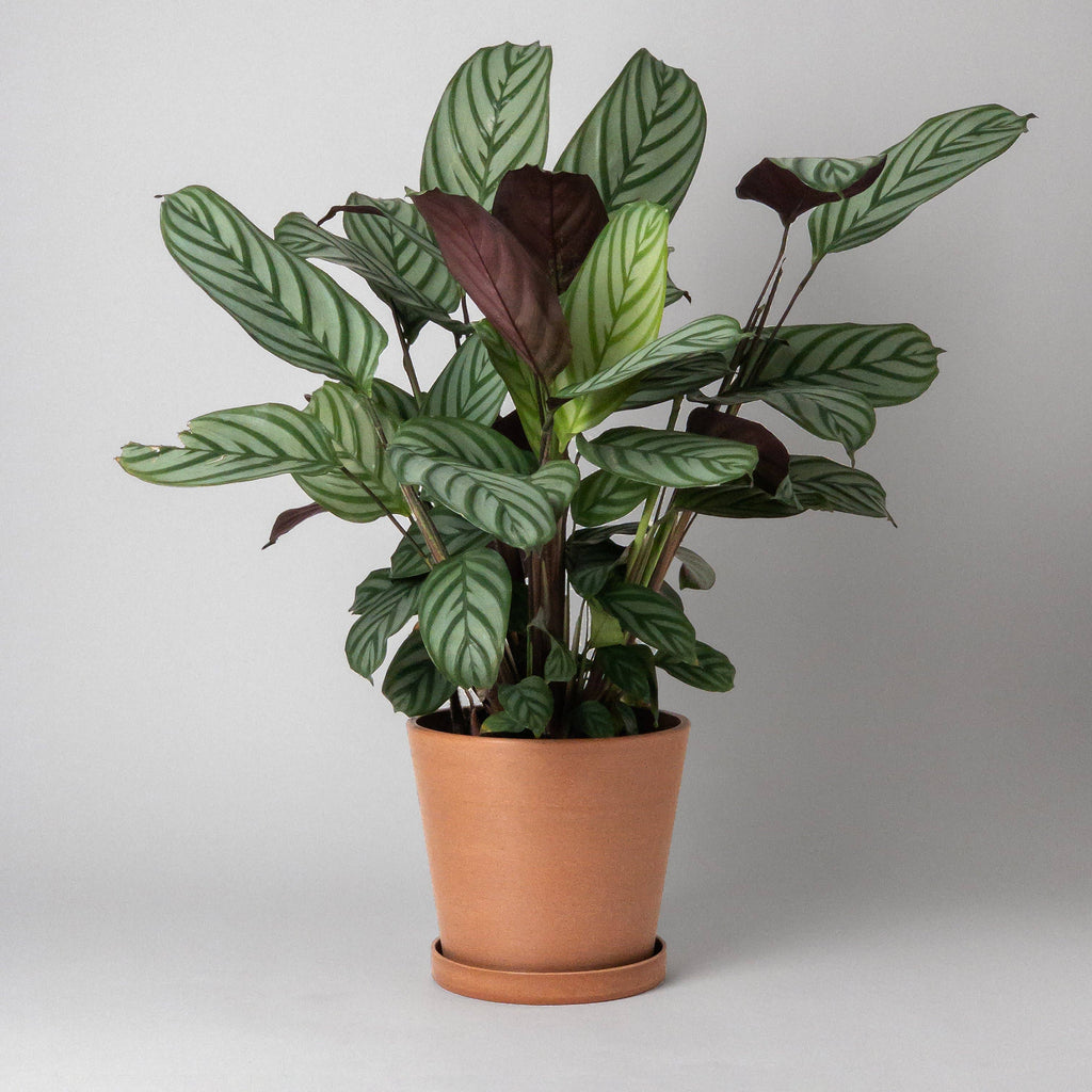 Beachwood - 7" Tapered Signature Planter Pot & Saucer Set