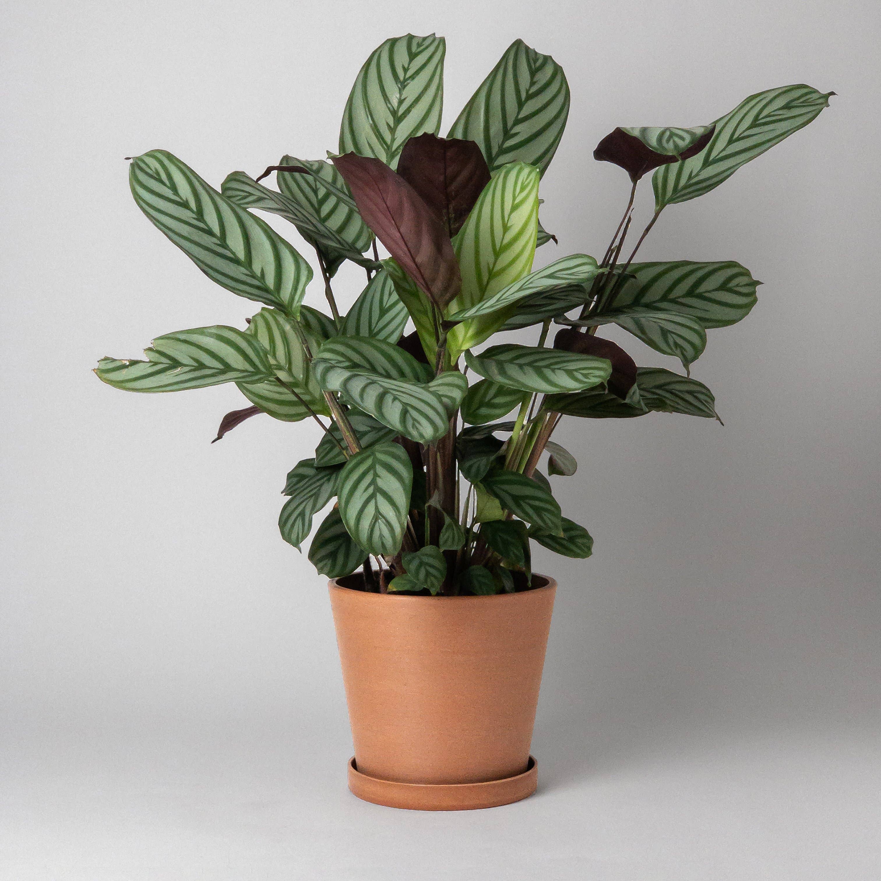 Beachwood - 7" Tapered Signature Planter Pot & Saucer Set