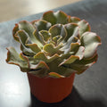 6" Echeveria
