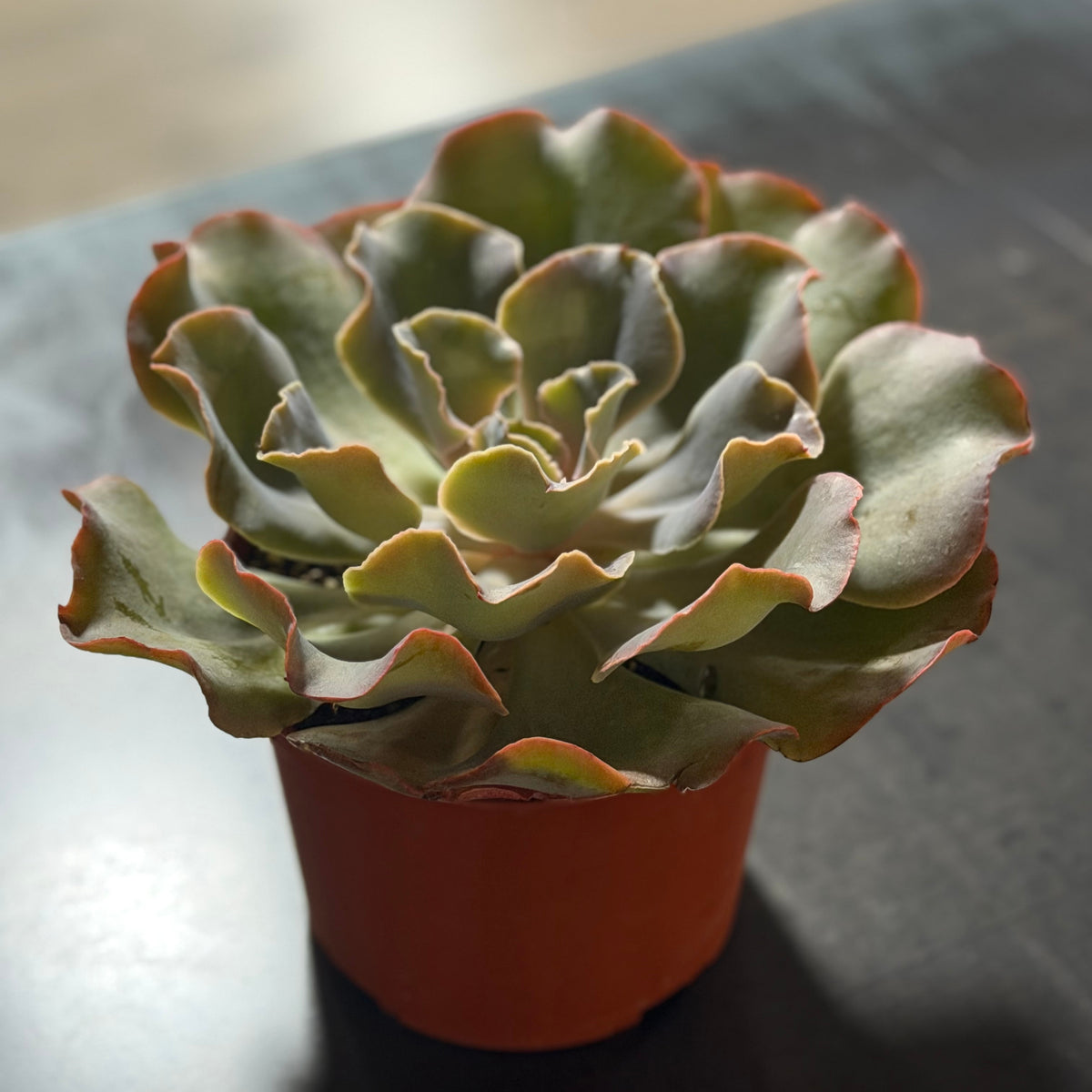 6" Echeveria