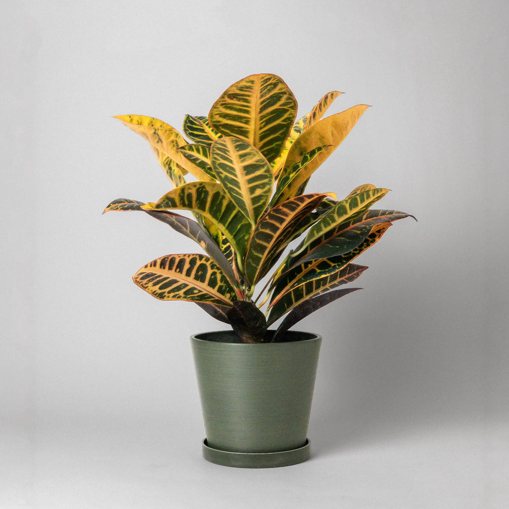 Beachwood - 7" Tapered Signature Planter Pot & Saucer Set