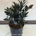 Zami Zami Raven 8 in House Plant