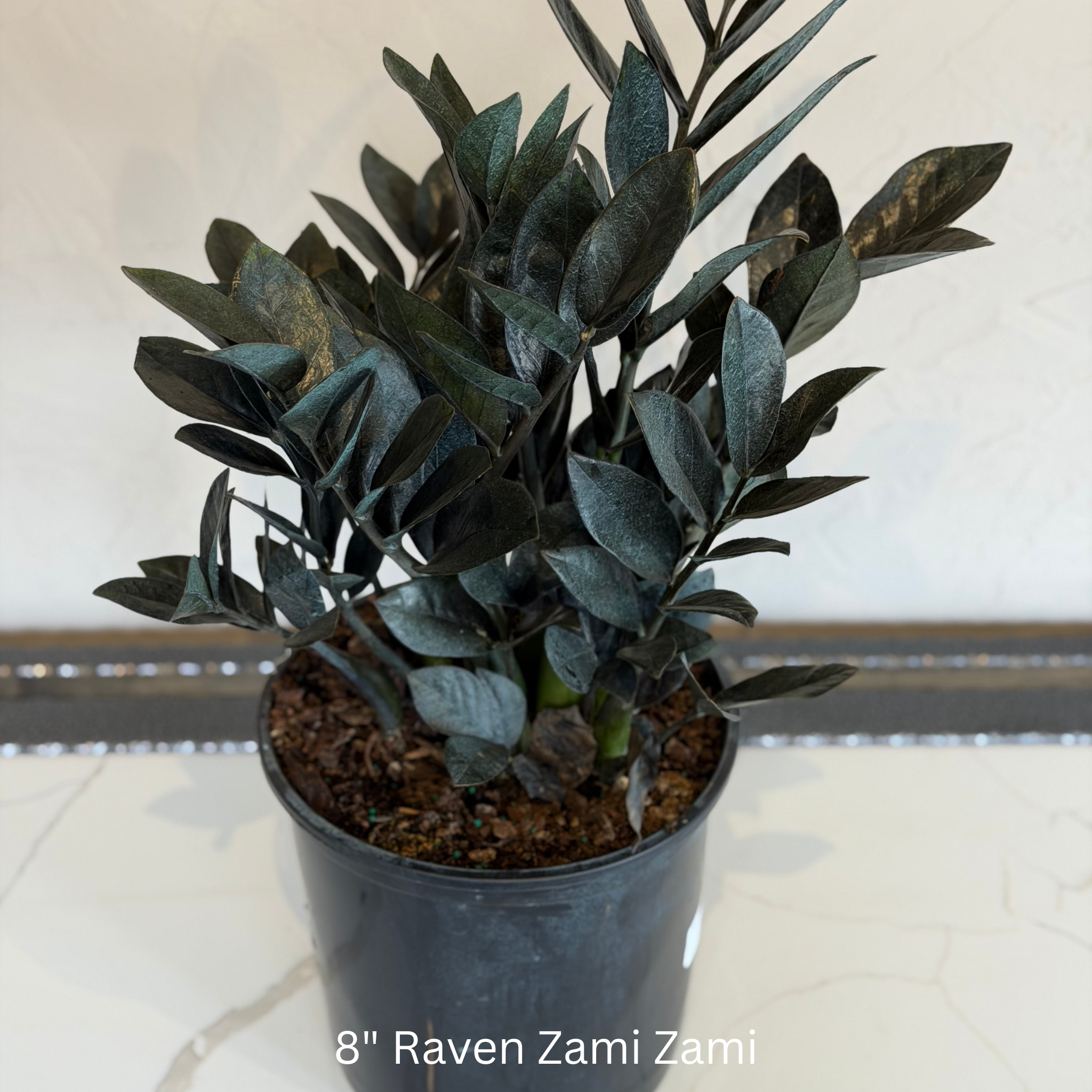 Zami Zami Raven 8 in House Plant