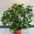 Schefflera Arboricola Bush 8 in