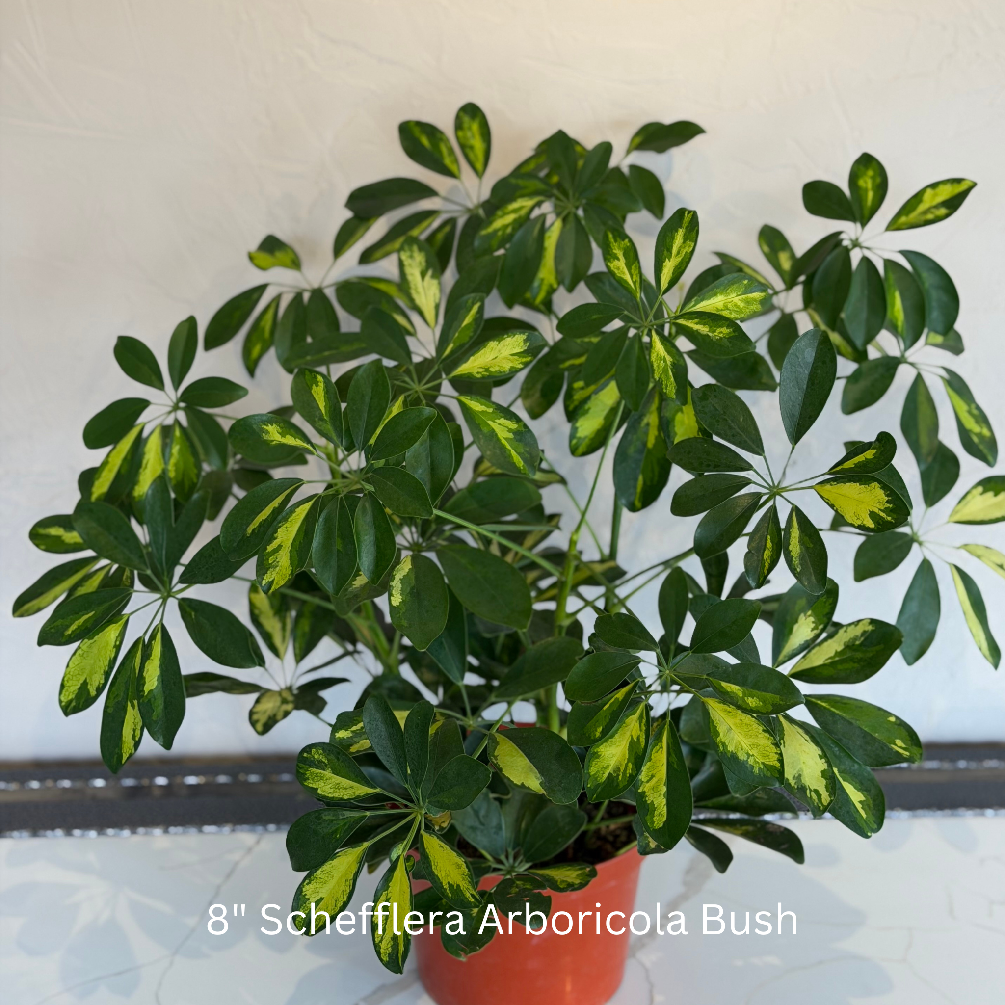 Schefflera Arboricola Bush 8 in