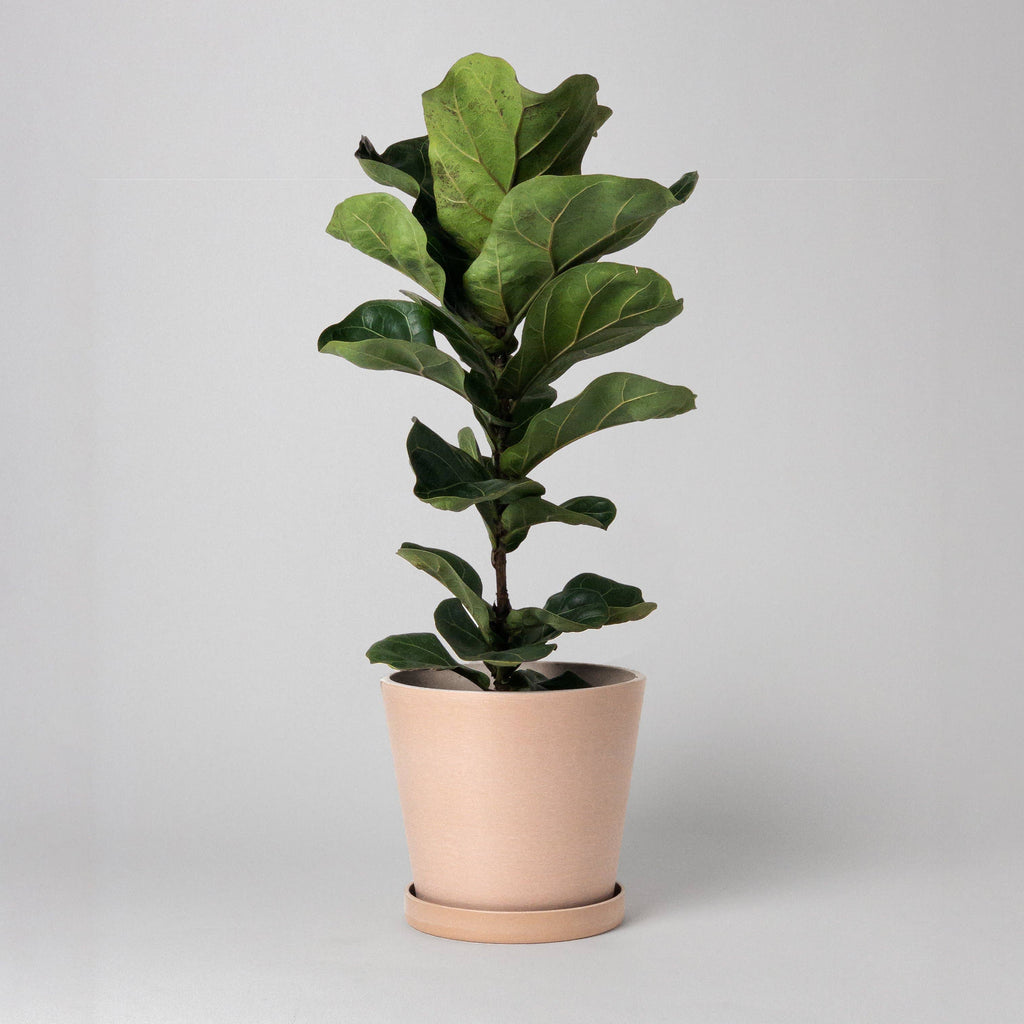 Beachwood - 7" Tapered Signature Planter Pot & Saucer Set