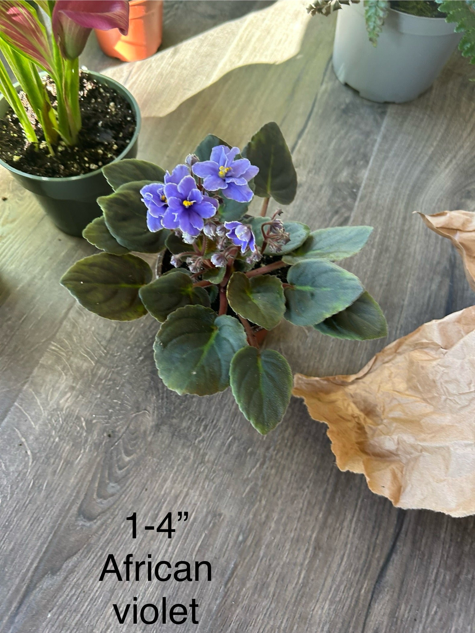 African Violet House Plant