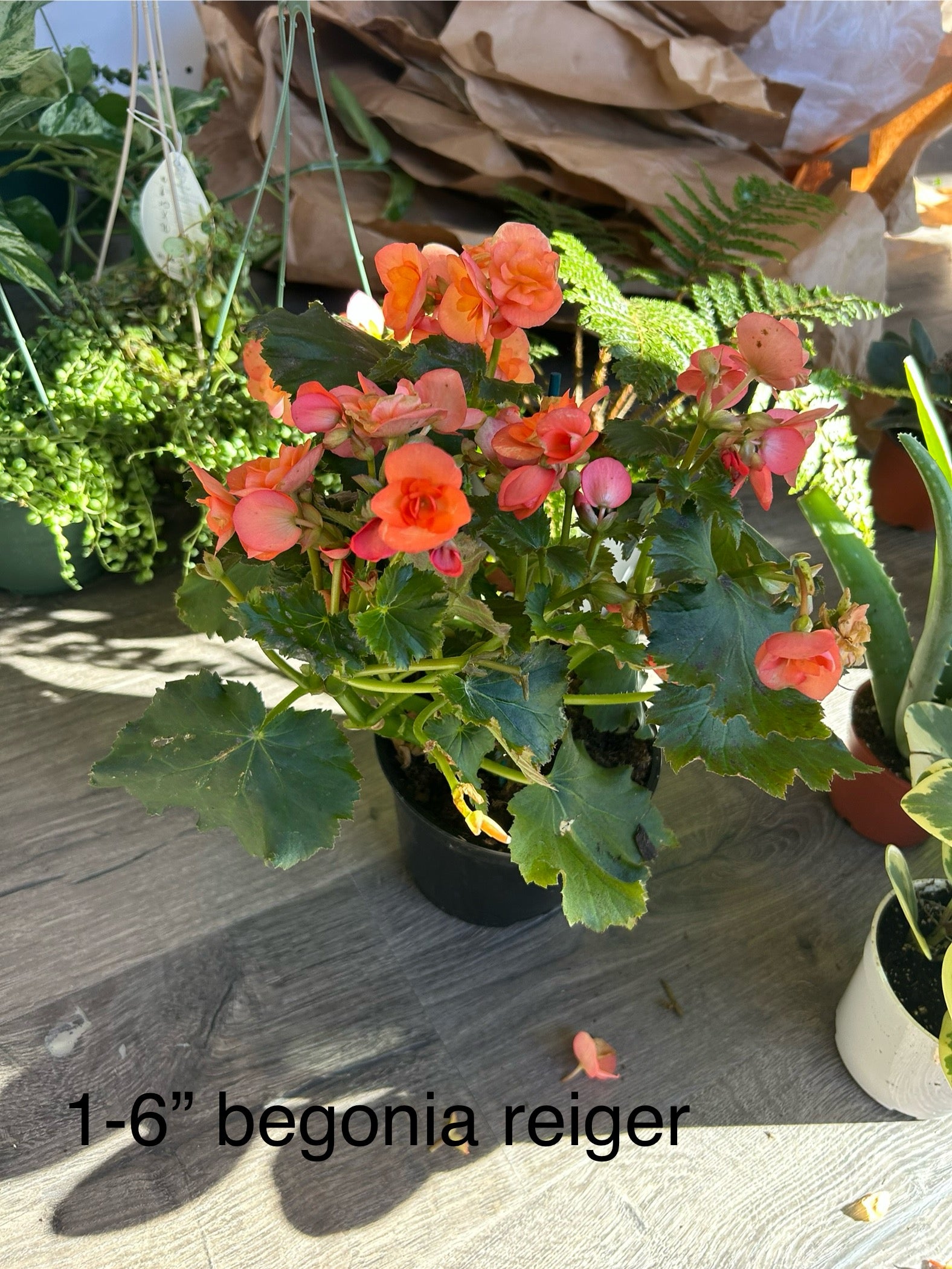 Begonia Reiger 6 in House Plant