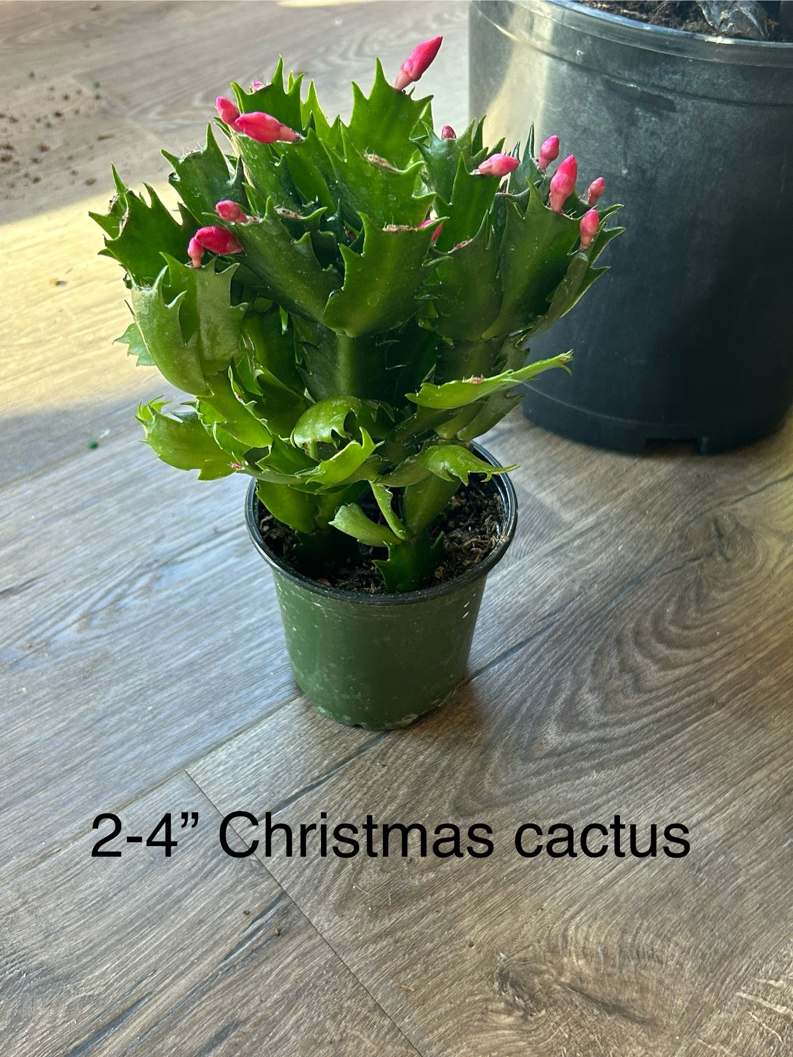 Christmas Cactus (Zygo) 4 in