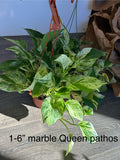 Pothos Marble Queen 6 in Hanging Basket