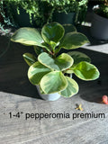 Peperomia Premium 4 in House Plant