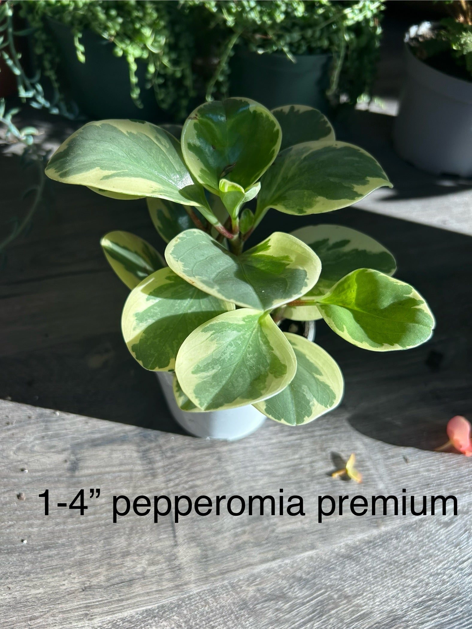 Peperomia Premium 4 in House Plant