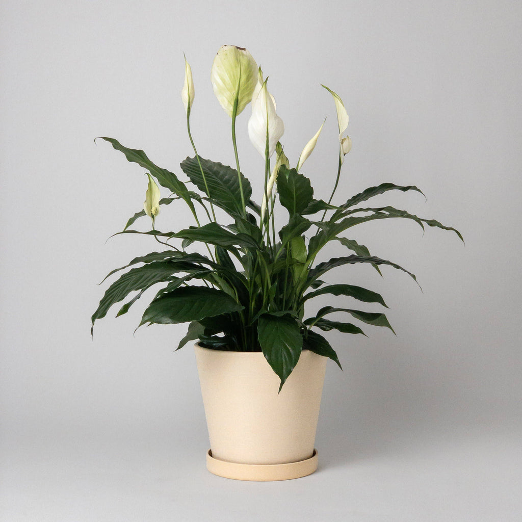 Beachwood - 7" Tapered Signature Planter Pot & Saucer Set