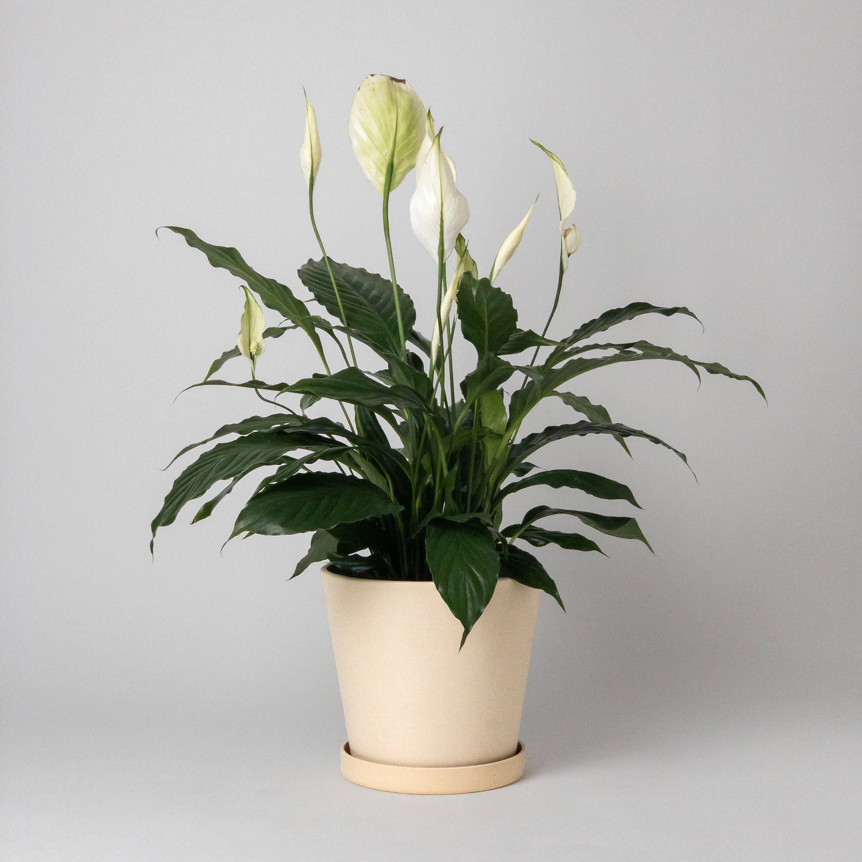 Beachwood - 7" Tapered Signature Planter Pot & Saucer Set